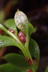 Tmesipteris lanceolata