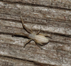 Uloborus walckenaerius