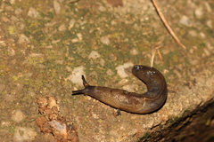 Tandonia