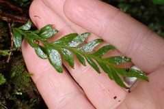 Tmesipteris lanceolata
