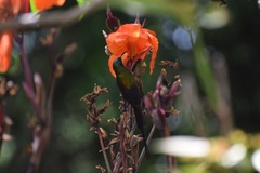 Nectarinia kilimensis