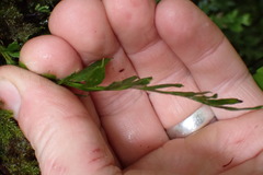 Tmesipteris lanceolata