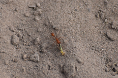 Pogonomyrmex californicus