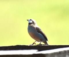 Uraeginthus bengalus
