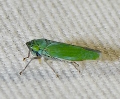 Draeculacephala inscripta