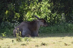 Tragelaphus oryx pattersonianus
