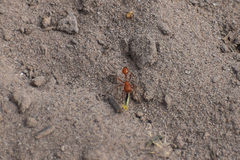 Pogonomyrmex californicus