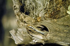 Trachylepis wahlbergii