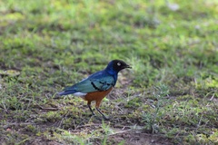 Lamprotornis superbus