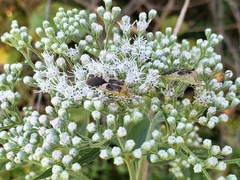 Hypselonotus punctiventris