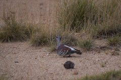 Columba guinea