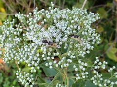 Hypselonotus punctiventris