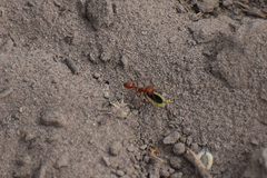 Pogonomyrmex californicus