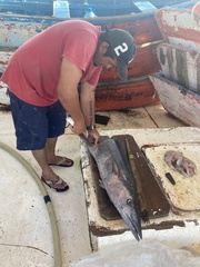 Acanthocybium solandri