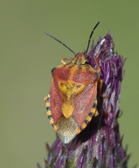 Carpocoris pudicus