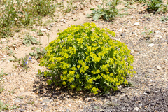 Euphorbia serrata