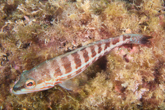 Serranus cabrilla