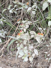 Lantana camara