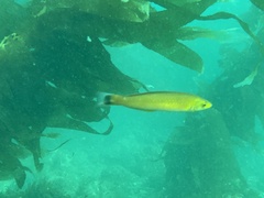 Halichoeres californicus