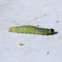 Tortrix viridana