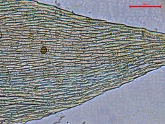 Herzogiella striatella