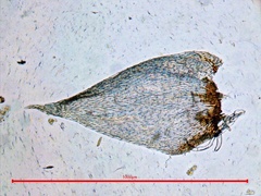 Herzogiella striatella