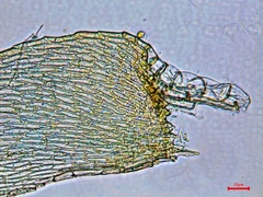 Herzogiella striatella