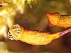 Herzogiella striatella