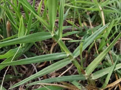 Paspalum distichum