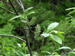Salix appendiculata