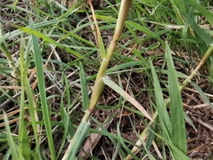 Paspalum distichum