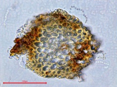 Herzogiella striatella
