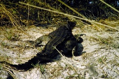 Crocodylus niloticus