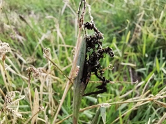 Paspalum distichum