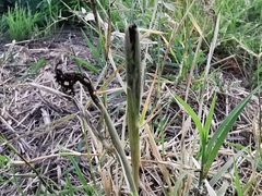 Paspalum distichum