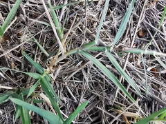 Paspalum distichum