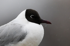 Chroicocephalus ridibundus