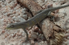 Polychrus acutirostris