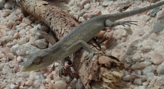 Polychrus acutirostris