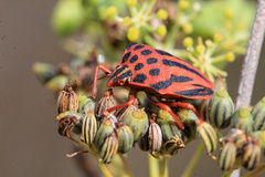 Graphosoma semipunctatum
