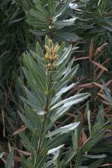 Brabejum stellatifolium