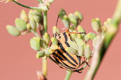 Graphosoma semipunctatum