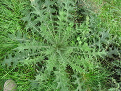 Carduus crispus