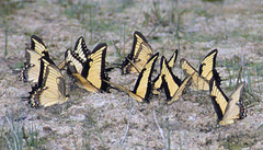 Heraclides androgeus