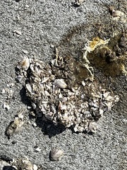 Amphibalanus amphitrite