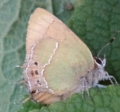 Callophrys xami