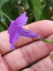 Ruellia simplex