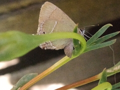 Callophrys xami