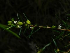 Coleonema calycinum