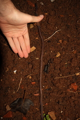 Aporrectodea trapezoides